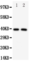 1 - Anti-IRF2 Antibody ABO11126