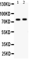 1 - Anti-LAMP1 Antibody ABO11130