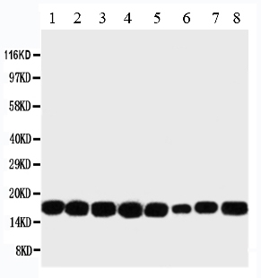 1 - Anti-NM23A Antibody ABO11137