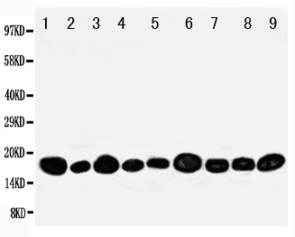1 - Anti-NME2 Antibody ABO11138