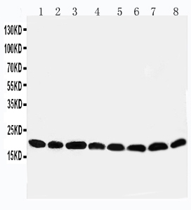 1 - Anti-Peroxiredoxin 5 Antibody ABO11146