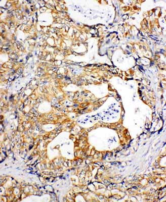 2 - Anti-SDHC Antibody ABO11147