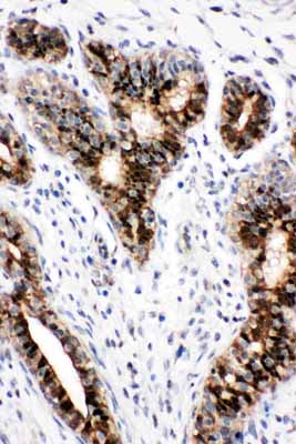2 - Anti-STAT5b Antibody ABO11149