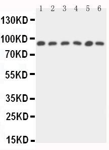 1 - Anti-STAT5b Antibody ABO11149
