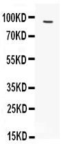 1 - Anti-FES Antibody ABO11162