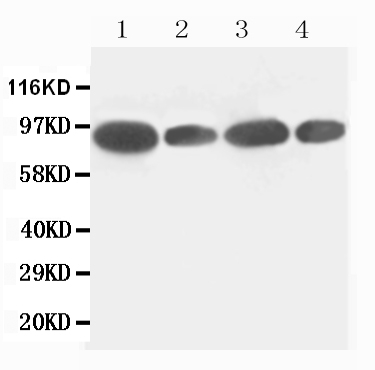 1 - Anti-FES Antibody ABO11163