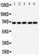 1 - Anti-SHP2 Antibody ABO11168