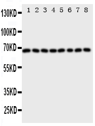 1 - Anti-SHP2 Antibody ABO11168