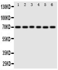 1 - Anti-splicing Factor 1 Antibody ABO11171