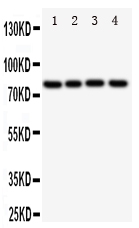 1 - Anti-SP4 Antibody ABO11172