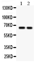1 - Anti-TGFBR2 Antibody ABO11173