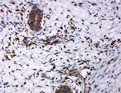 2 - Anti-CD163 Antibody ABO11181