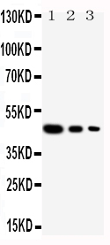 1 - Anti-Cullin 2 Antibody ABO11184