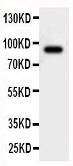 1 - Anti-Cullin 2 Antibody ABO11184