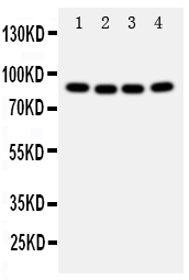 1 - Anti-Cullin 2 Antibody ABO11184