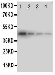 1 - Anti-MCK10 Antibody ABO11185