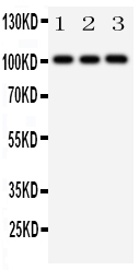 1 - Anti-MCK10 Antibody ABO11185