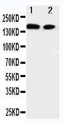 1 - Anti-ErbB 4 Antibody ABO11188