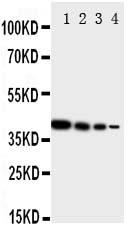 1 - Anti-ErbB 4 Antibody ABO11188