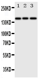 1 - Anti-ErbB 4 Antibody ABO11188