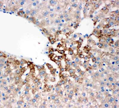 2 - Anti-Flavin Containing Monooxygenase 4 Antibody ABO11190