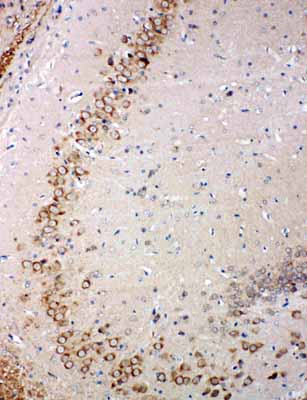 2 - Anti-Glutaredoxin 2 Antibody ABO11192