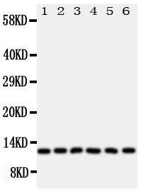 1 - Anti-Glutaredoxin 2 Antibody ABO11192
