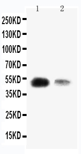 1 - Anti-KLF8 Antibody ABO11196
