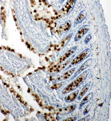 2 - Anti-p107 Antibody ABO11198