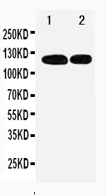 1 - Anti-p107 Antibody ABO11198