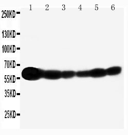 1 - Anti-SHC Antibody ABO11201