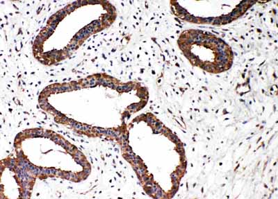 2 - Anti-Smad2 Antibody ABO11202