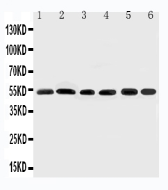 1 - Anti-Smad2 Antibody ABO11202