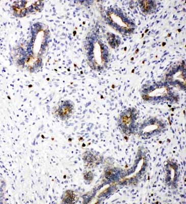 2 - Anti-TRIF Antibody ABO11206