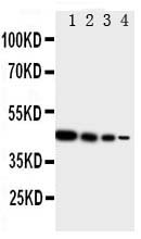 1 - Anti-TRIF Antibody ABO11206