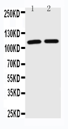 1 - Anti-TRIF Antibody ABO11206