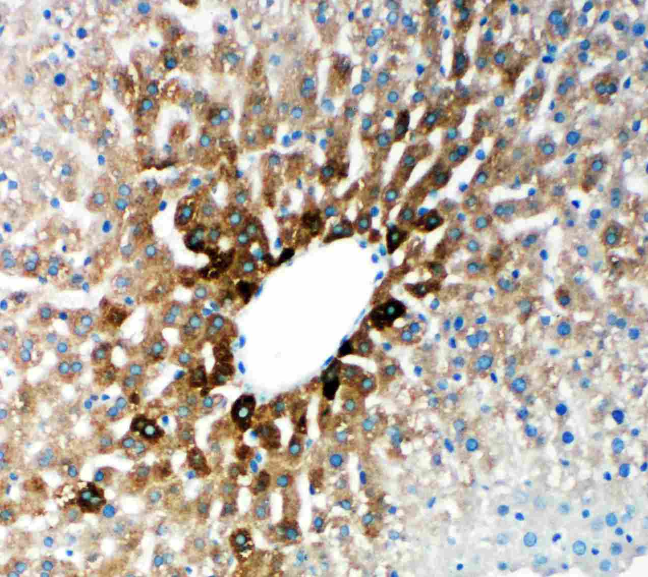 2 - Anti-CYP2E1 Antibody ABO11213