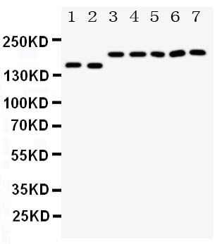 1 - Anti-DCC Antibody ABO11214