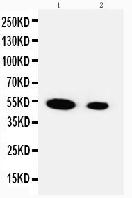 1 - Anti-FLRG/FSTL3 Antibody ABO11218