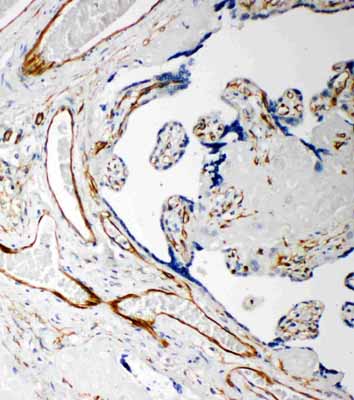 2 - Anti-IDS Antibody ABO11220