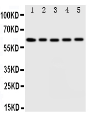 1 - Anti-IDS Antibody ABO11220