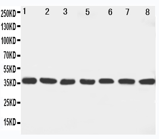 1 - Anti-MEK6 Antibody ABO11224