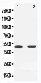 1 - Anti-MEK7 Antibody ABO11225