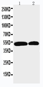 1 - Anti-NOXA1 Antibody ABO11233