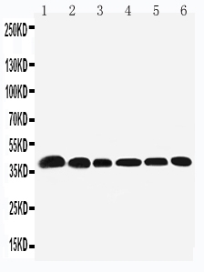 1 - Anti-Nucleophosmin Antibody ABO11234