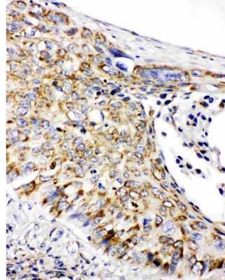 2 - Anti-Prohibitin Antibody ABO11235