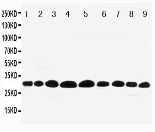 1 - Anti-Prohibitin Antibody ABO11235