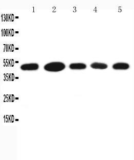 1 - Anti-HSC70 Interacting Protein HIP Antibody ABO11238