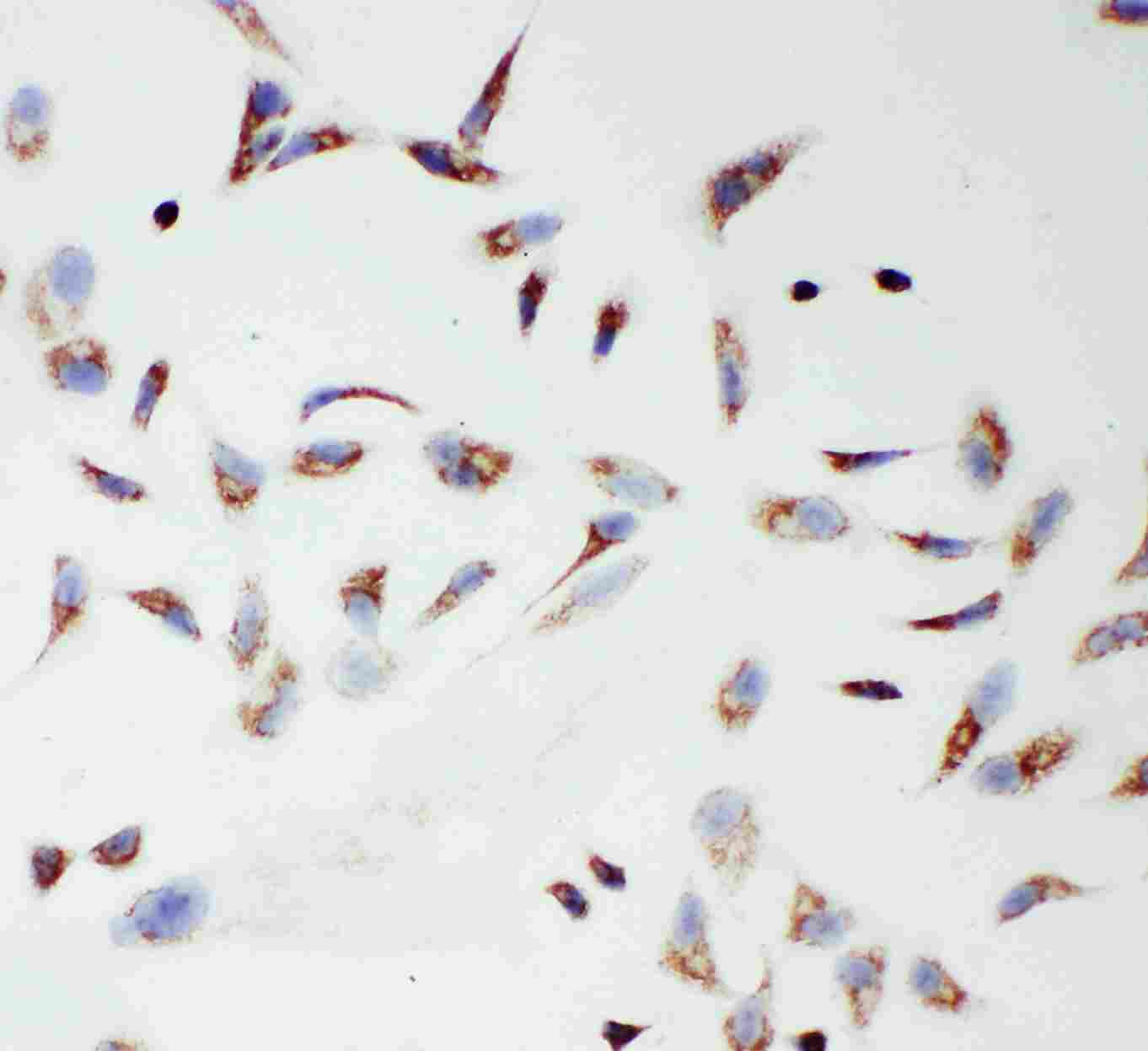 8 - Anti-mtTFA Antibody ABO11239