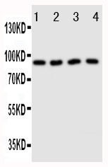 1 - Anti-Cullin3 Antibody ABO11242